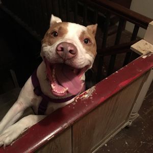 Meet your Posher, Tricia